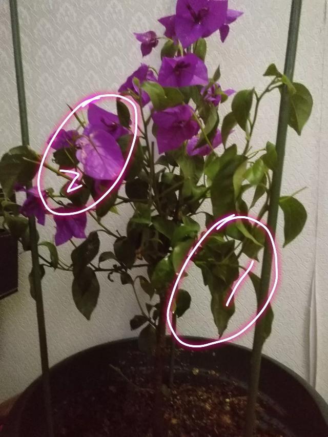 蓝月亮正版正宗免费资料大全，探索与获取知识的宝库